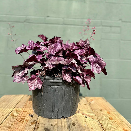 Potted plant with purple leaves on a wooden surface against a green wall.
