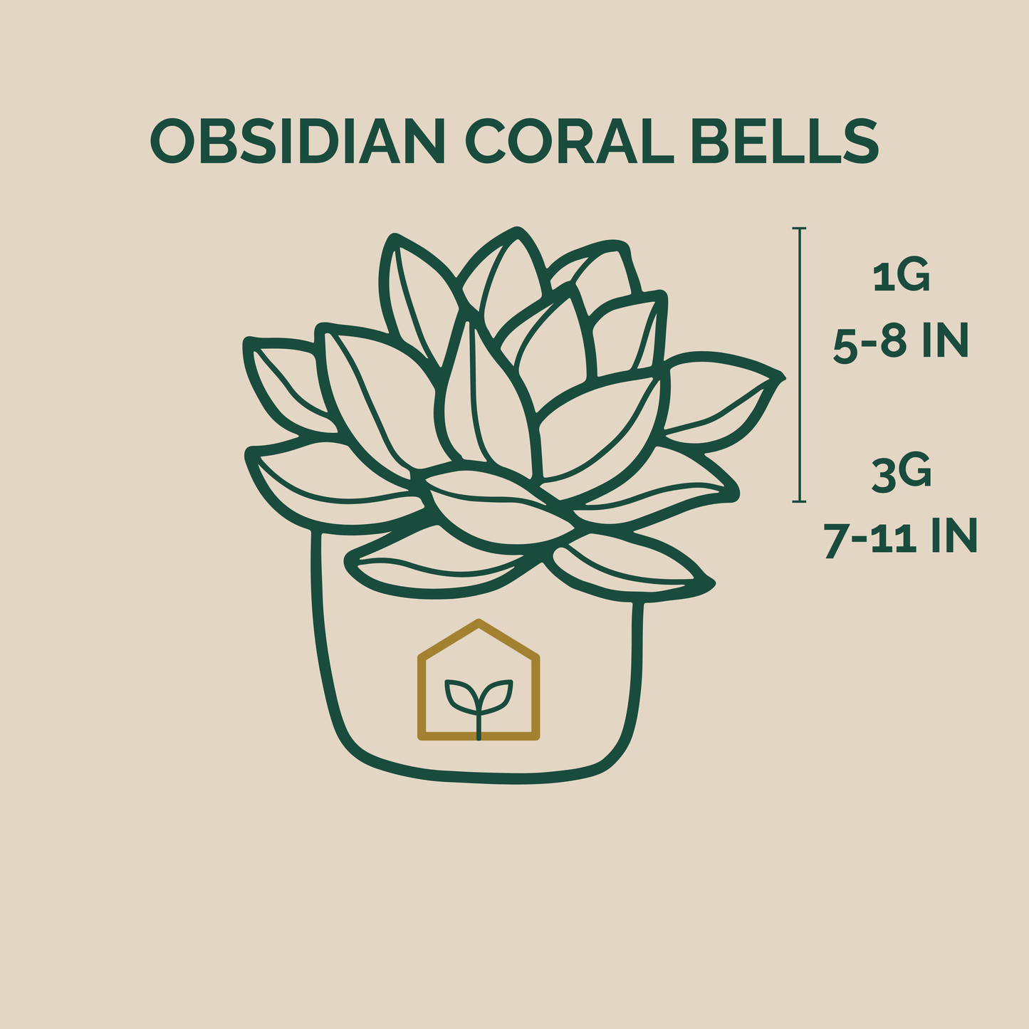 Illustration of an Obsidian Coral Bells plant with size indicators on a beige background