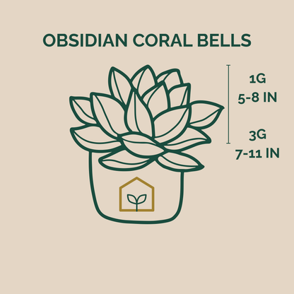 Illustration of an Obsidian Coral Bells plant with size indicators on a beige background