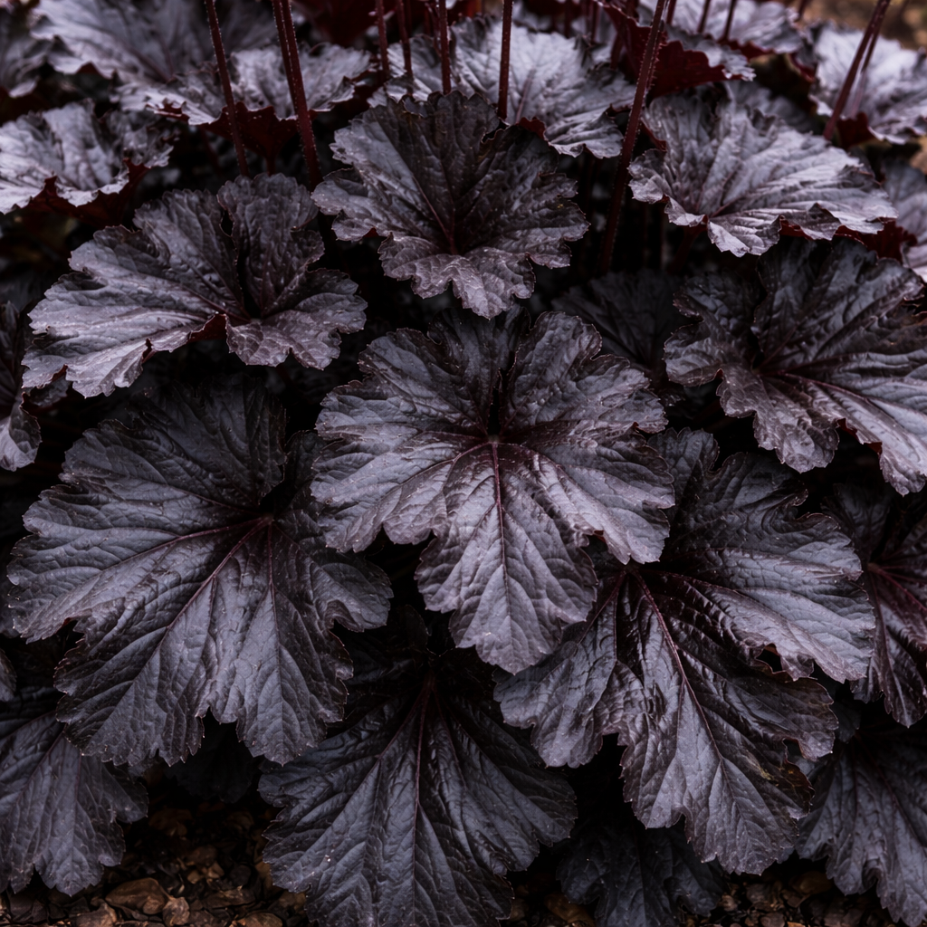 Close-up of dark purple heuchera leaves