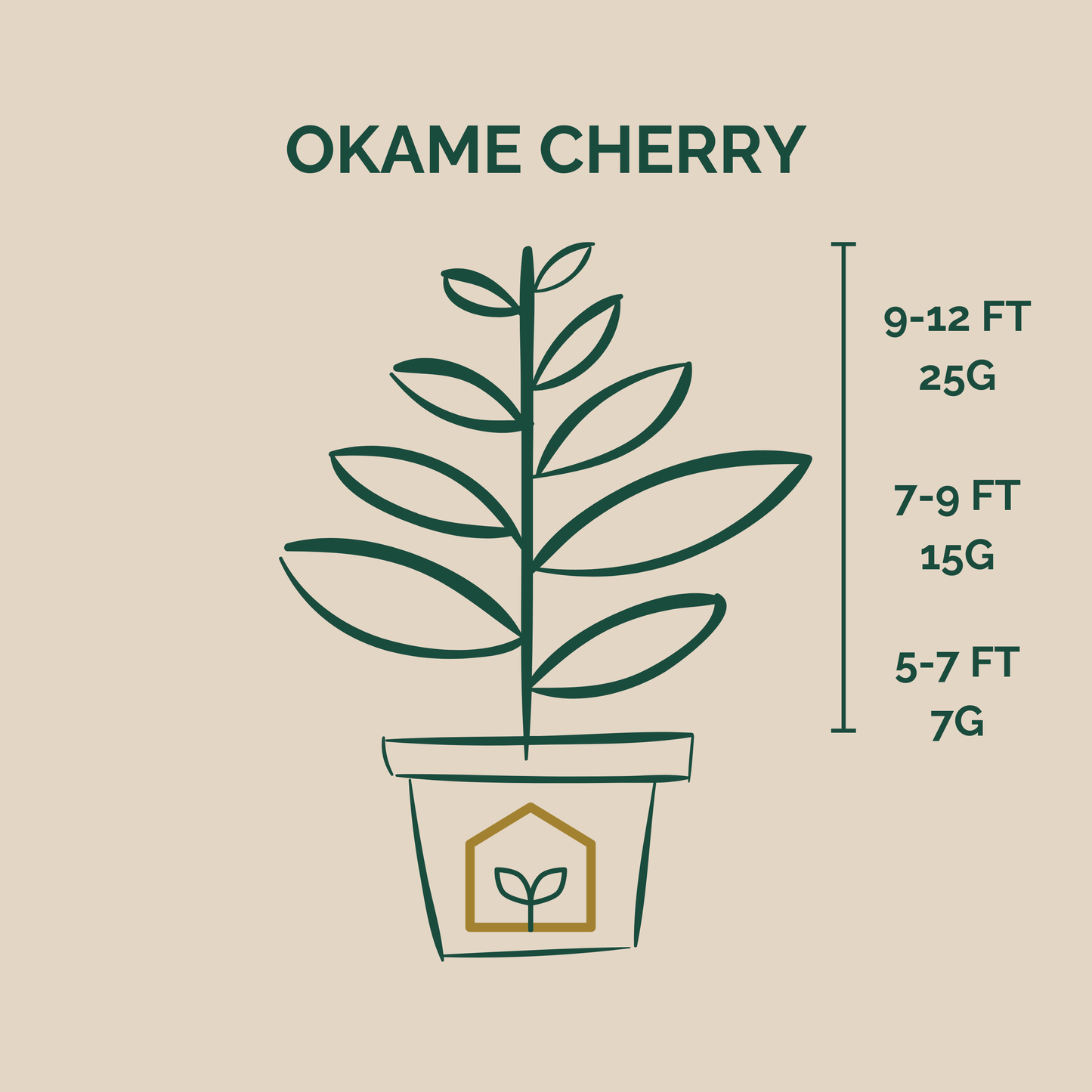 Yoshino cherry plant illustration with height and weight measurements on a beige background