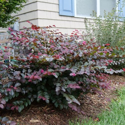 Jazz Hands® Pink Loropetalum - 3 Gallon
