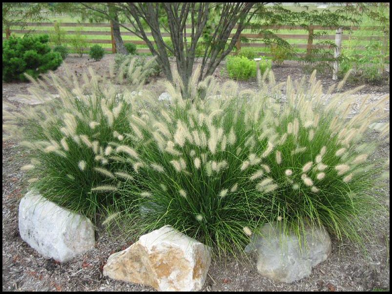 HameIn Dwarf Fountain Grass - 3 Gallon