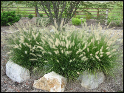 HameIn Dwarf Fountain Grass - 3 Gallon