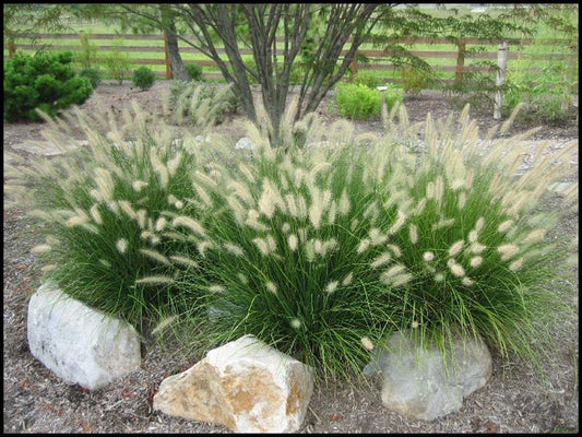 HameIn Dwarf Fountain Grass - 3 Gallon