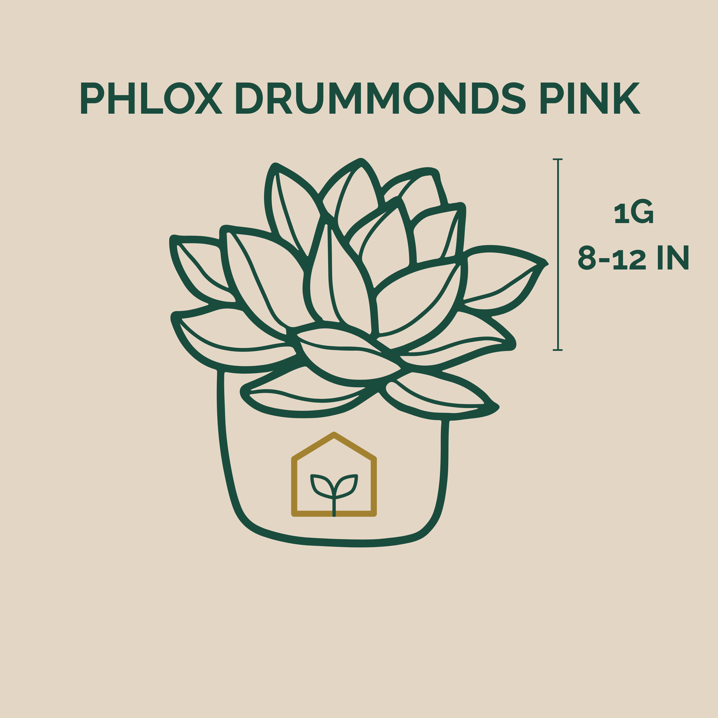 Illustration of a potted plant with text indicating 'Phlox Drummonds Pink' and plant size details on a beige background.