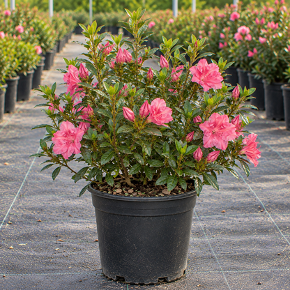 Autumn Carnation® Azalea