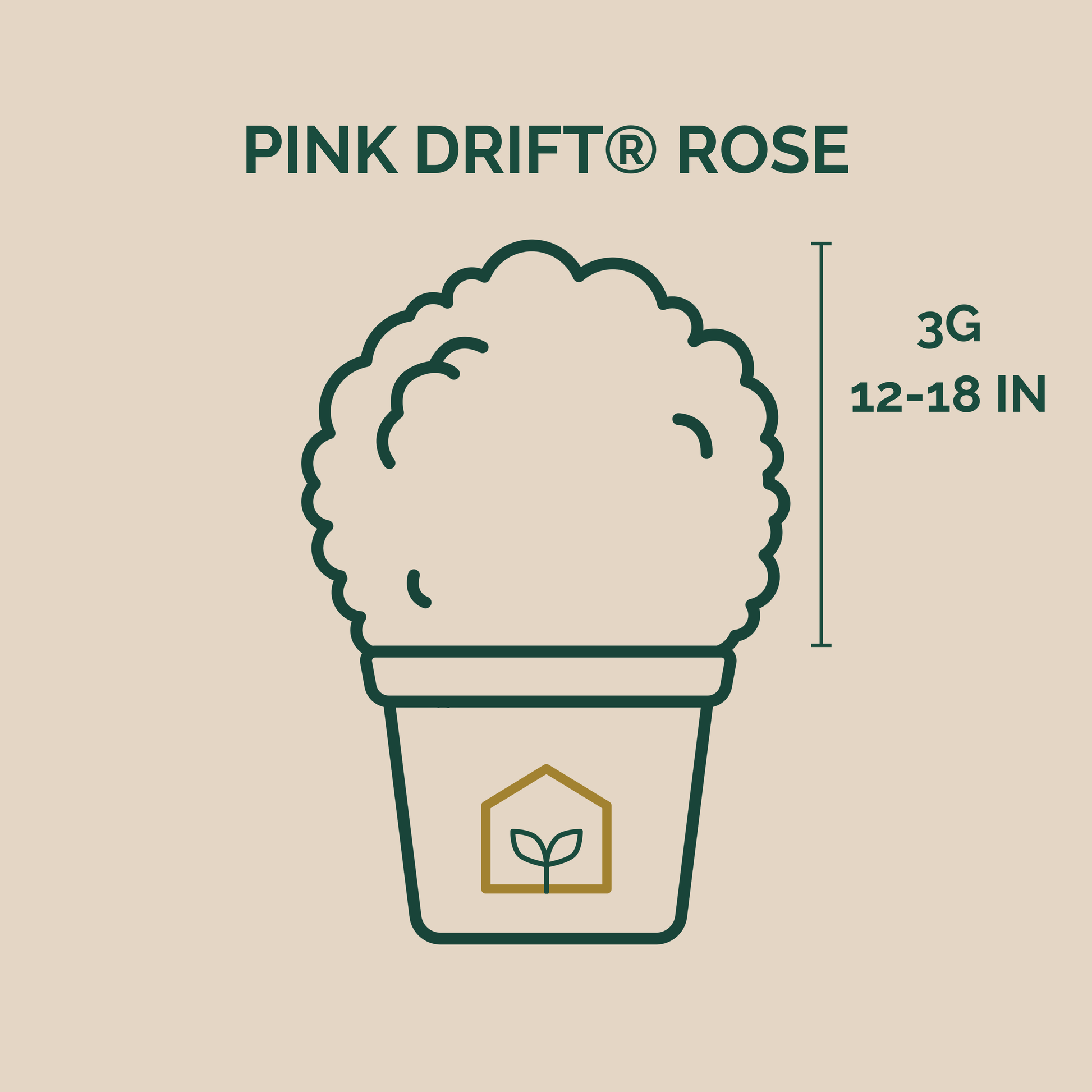 Illustration of a plant pot with 'Pink Drift Rose' text and dimensions on a beige background
