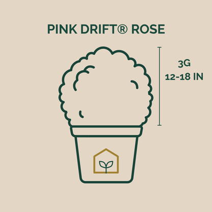 Illustration of a plant pot with 'Pink Drift Rose' text and dimensions on a beige background