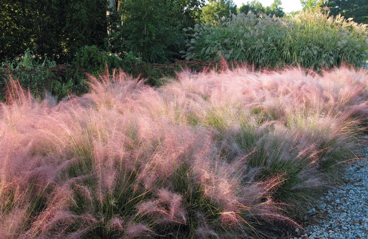 Pink Muhly Grass -  3 Gallon