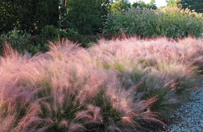Pink Muhly Grass -  3 Gallon