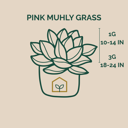 Illustration of pink muhly grass with size measurements on a beige background