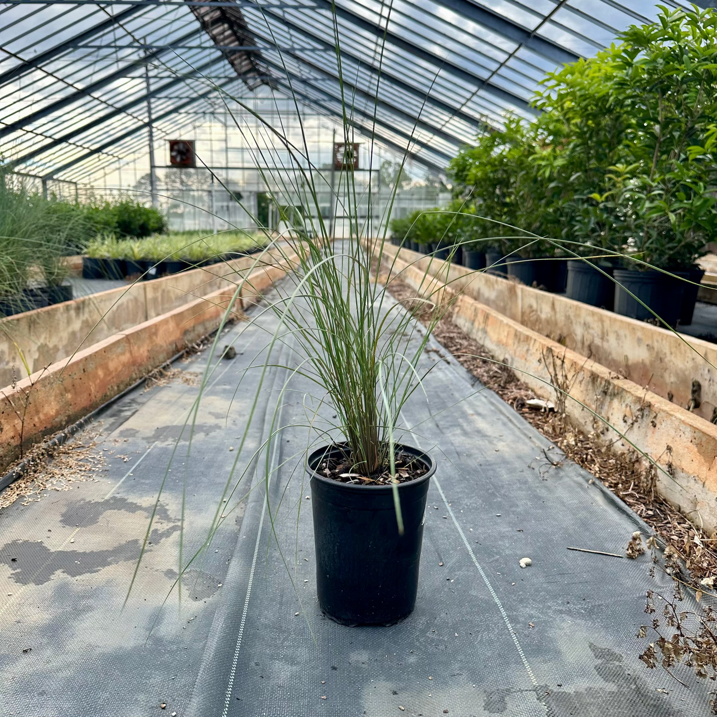 Potted plant in a greenhouse setting