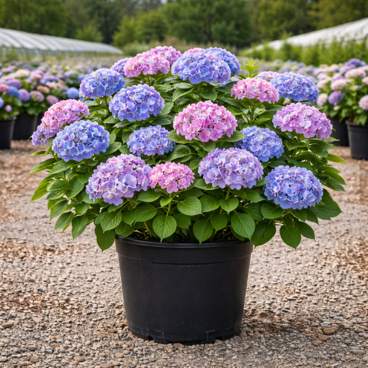 Potted hydrangea plant with purple and blue flowers in a greenhouse setting