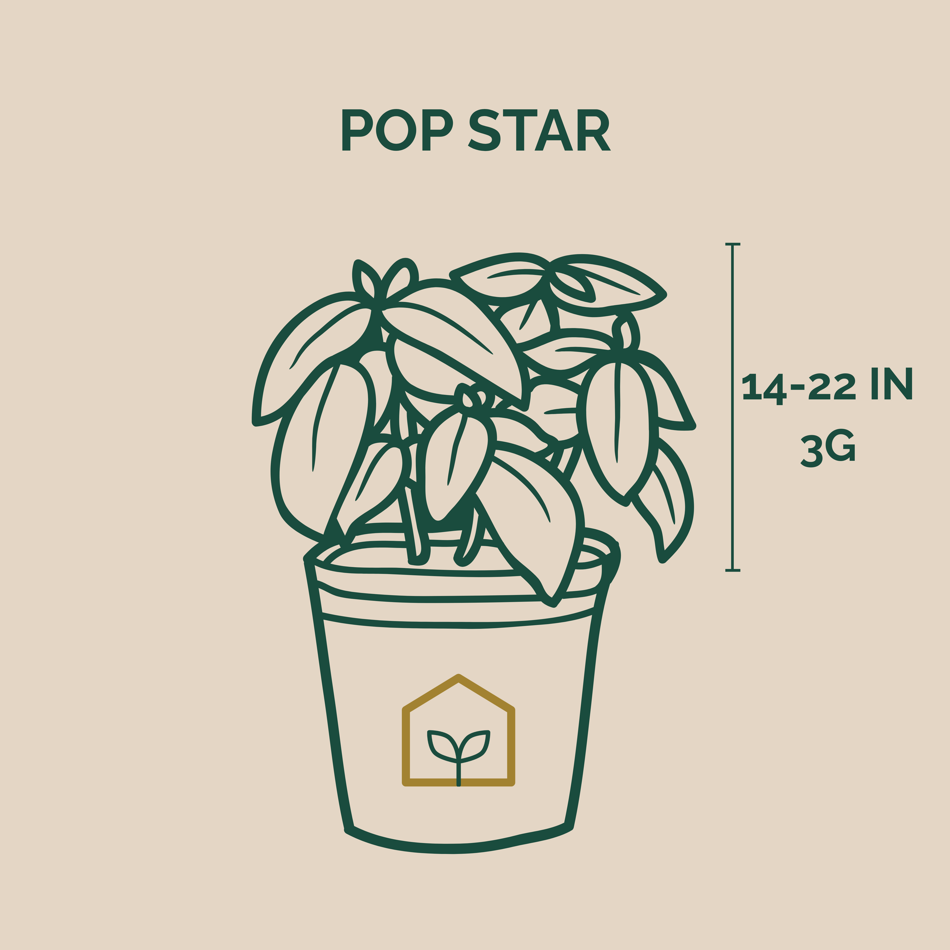 Illustration of a potted plant with dimensions and branding on a beige background