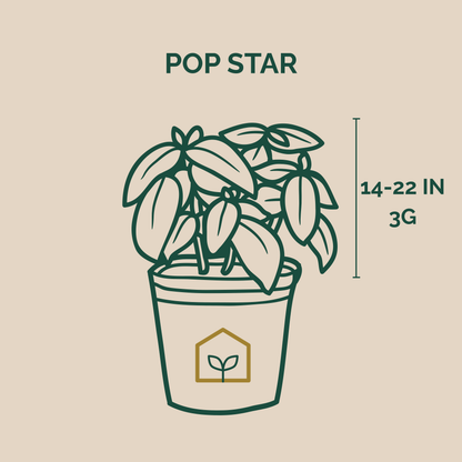 Illustration of a potted plant with dimensions and branding on a beige background