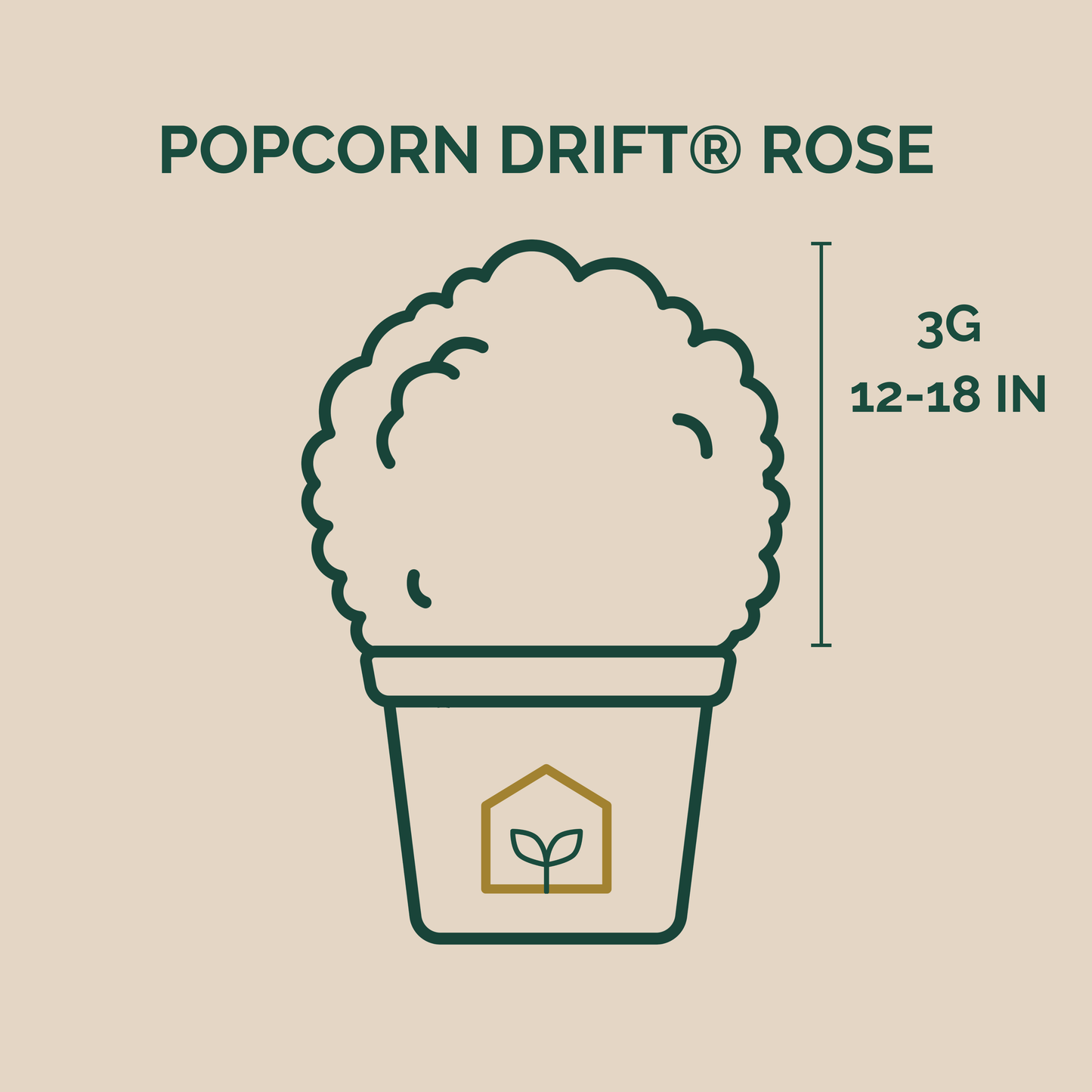 Illustration of a plant labeled 'Popcorn Drift Rose' with dimensions on a beige background