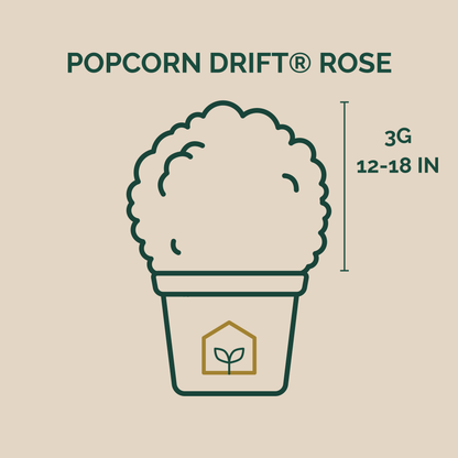 Illustration of a plant labeled 'Popcorn Drift Rose' with dimensions on a beige background