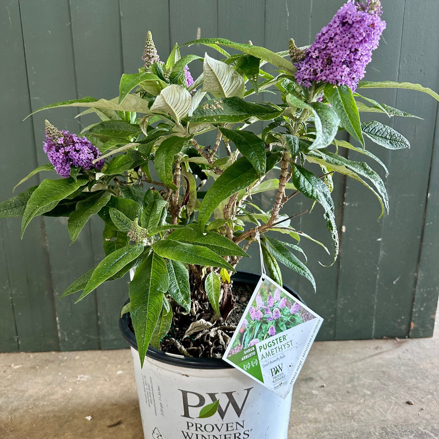 Pugster Amethyst Dwarf Butterfly Bush Shrub - 3 Gallon image 1