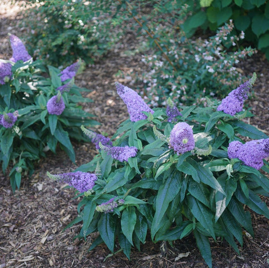Purple flowering plants with green leaves growing in a garden bed on mulch.