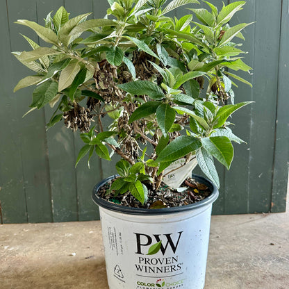 Pugster Blue® Dwarf Butterfly Bush - 3 Gallon image 1