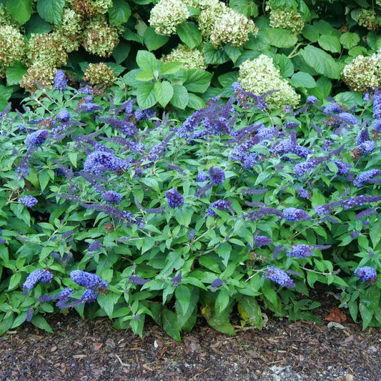 A dense garden bed of purple butterfly bush flowers with green leaves, planted in mulch with hydrangea blooms visible in the background.
