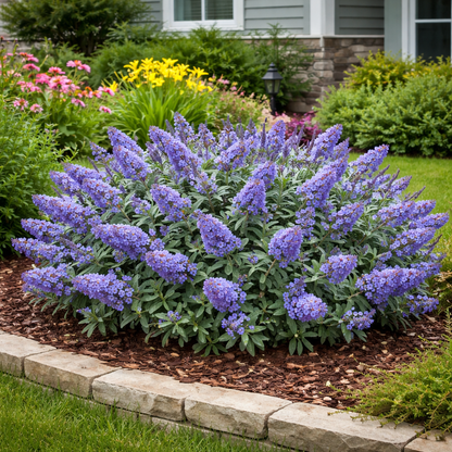 Bush of purple flowers in a garden with a house in the background