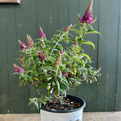 Pugster Pinker® Butterfly Bush - 3 Gallon image 1