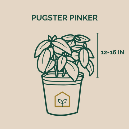 Illustration of a potted plant with 'Pugster Pinker' text and plant size measurement on a beige background.