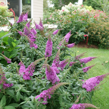Pugster Pinker® Butterfly Bush