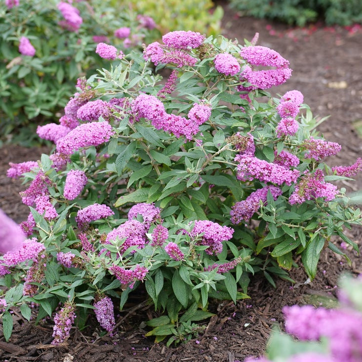 Buddleja plant with pink flowers in a garden setting
