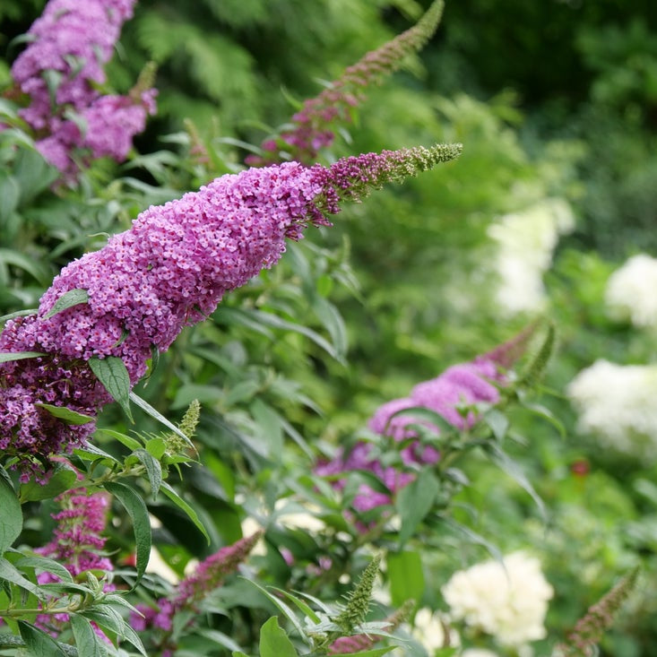 Purple butterfly bush flowers blooming in a lush green garden setting.