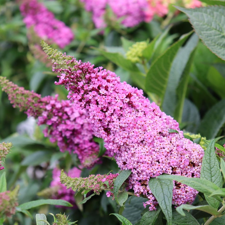 Close-up of pink butterfly bush flower clusters surrounded by green leaves in a garden setting.