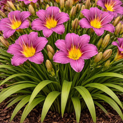 Close-up of pink flowers with yellow centers and green leaves.