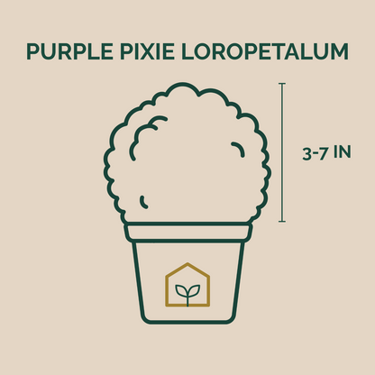 Illustration of a plant labeled 'Purple Pixie Loropetalum' with dimensions on a beige background.