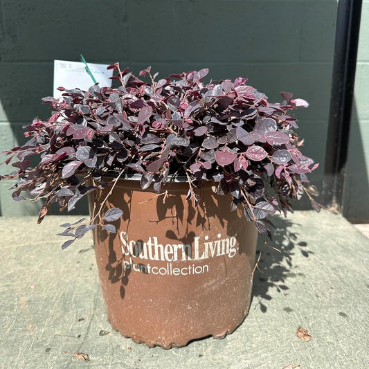 Potted plant with 'Southern Living' label against a gray wall