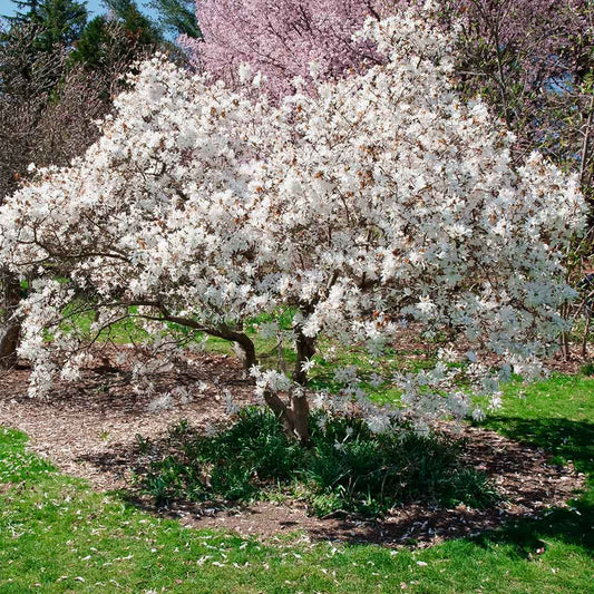Royal Star Magnolia