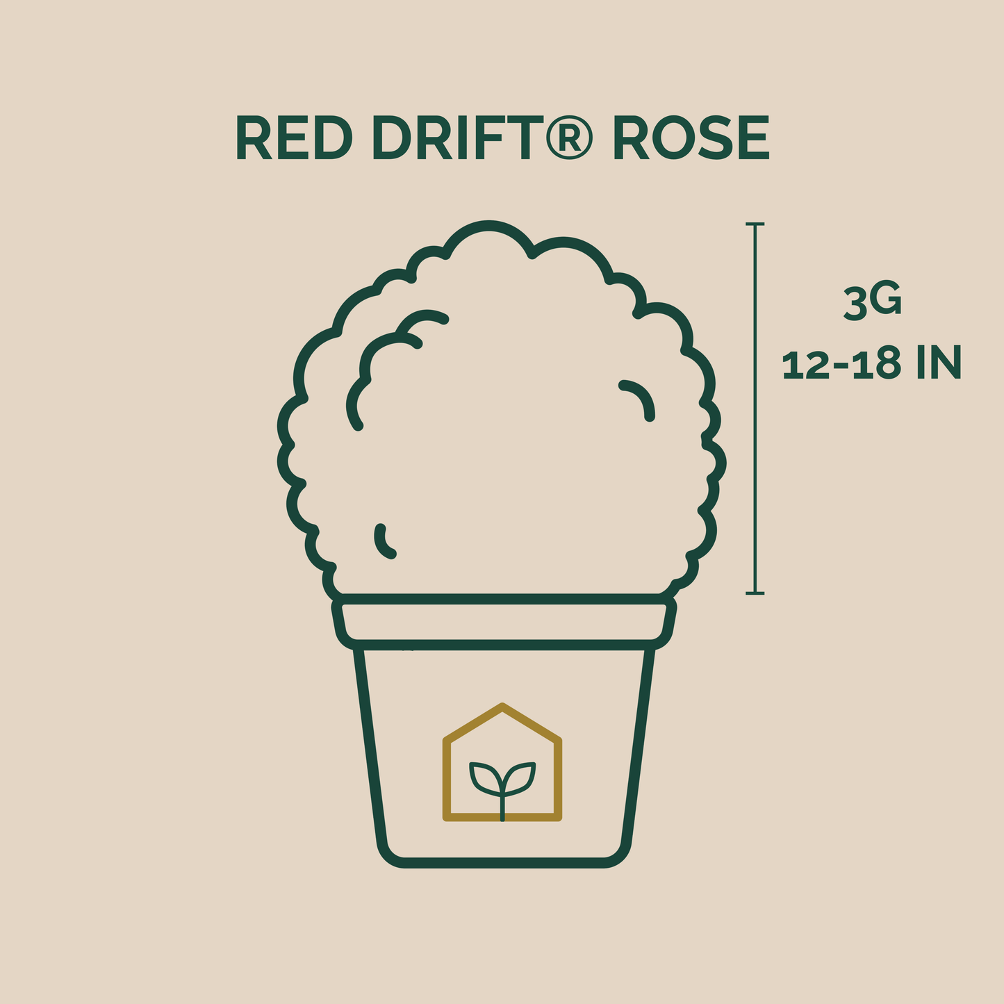 Red Drift® Rose