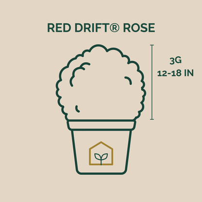 Red Drift® Rose