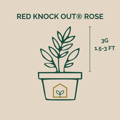 Red Knock Out® Rose