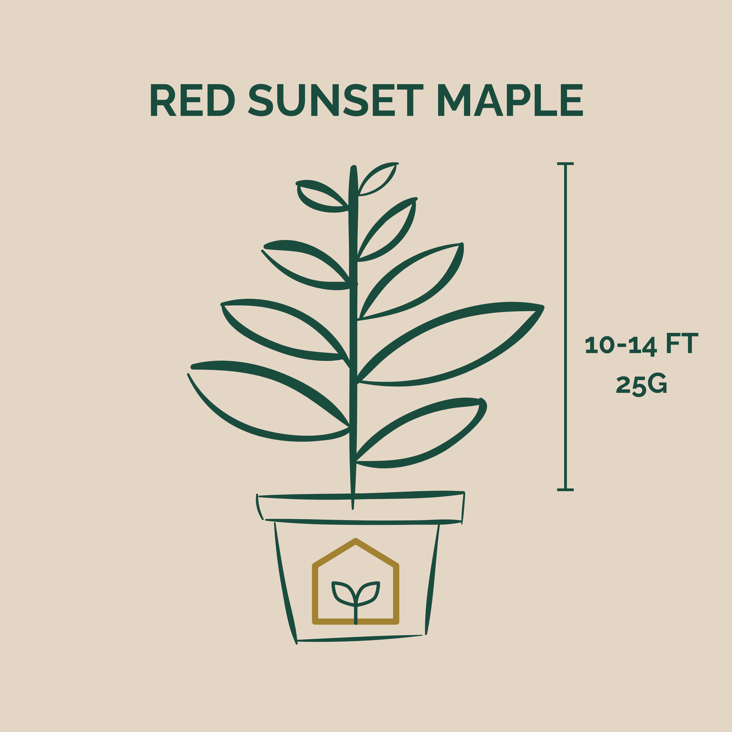Illustration of a potted plant with 'Red Sunset Maple' text and measurements on a beige background
