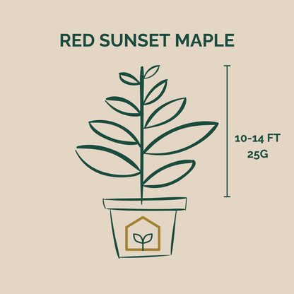 Illustration of a potted plant with 'Red Sunset Maple' text and measurements on a beige background