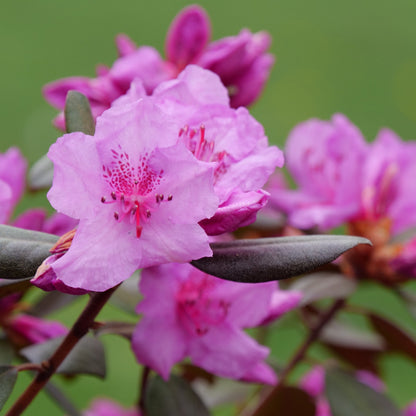 Black Hat® Rhododendron