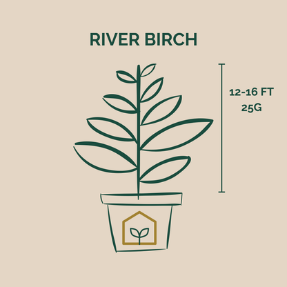 Illustration of a River Birch plant with dimensions on a beige background
