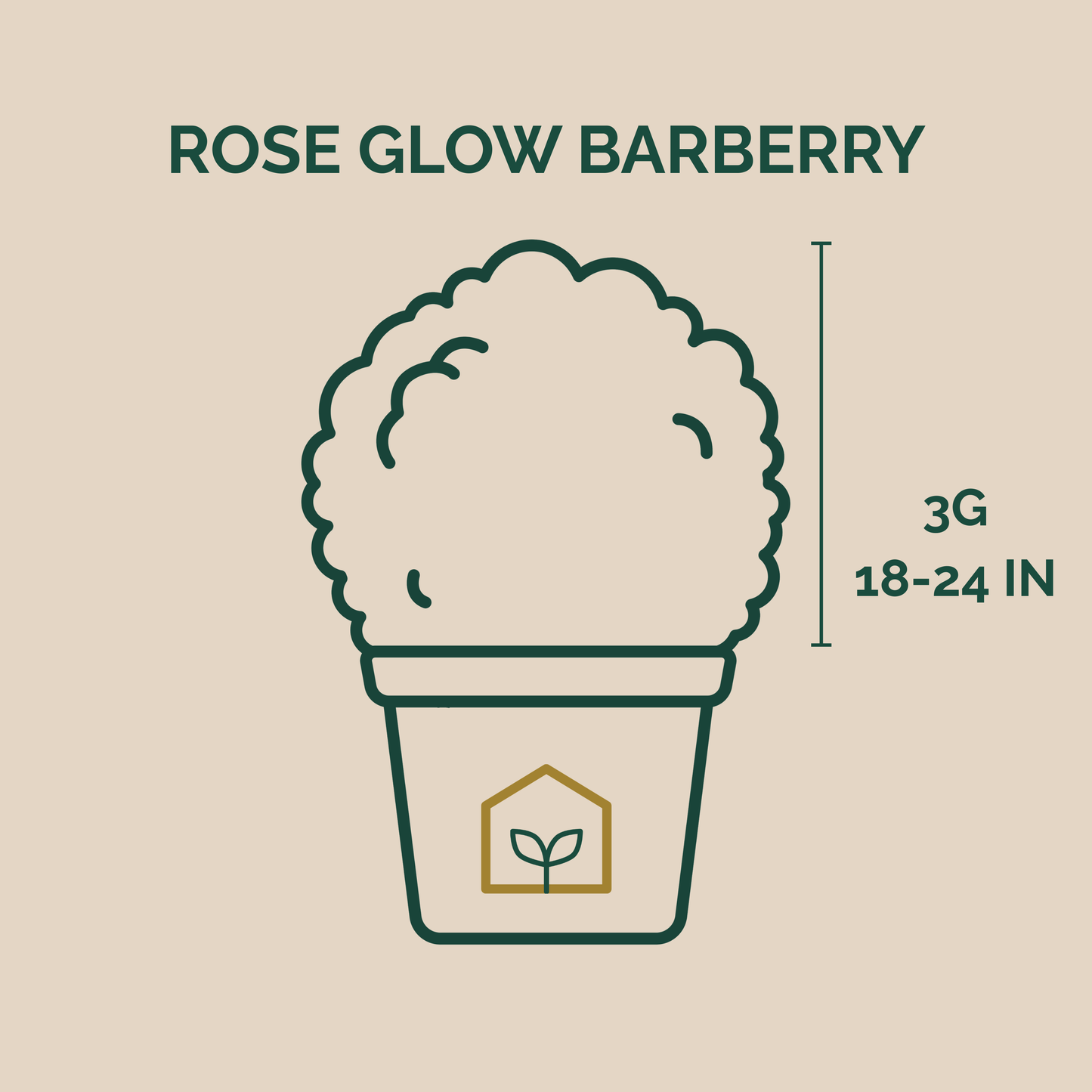 Illustration of a potted plant labeled 'Rose Glow Barberry' with dimensions on a beige background.