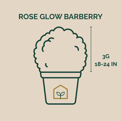 Illustration of a potted plant labeled 'Rose Glow Barberry' with dimensions on a beige background.