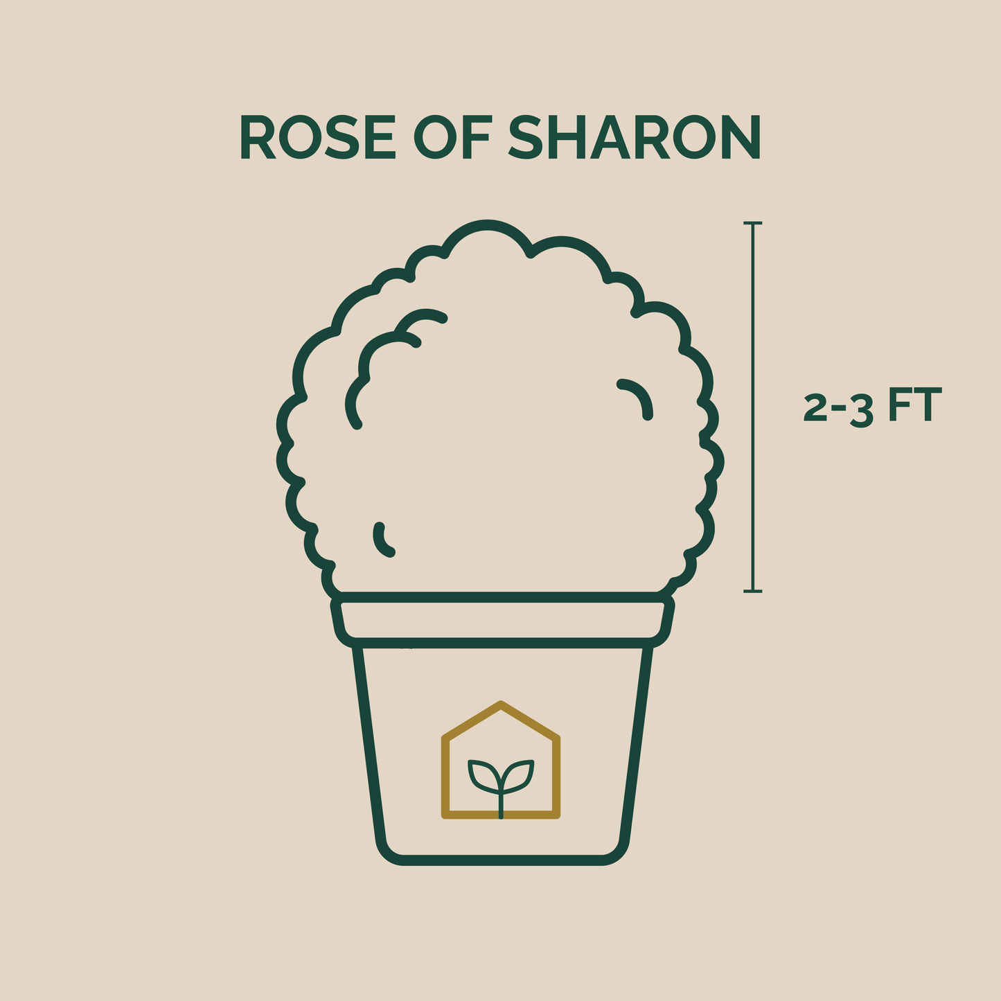 Illustration of a Rose of Sharon plant in a pot with height measurement on a beige background