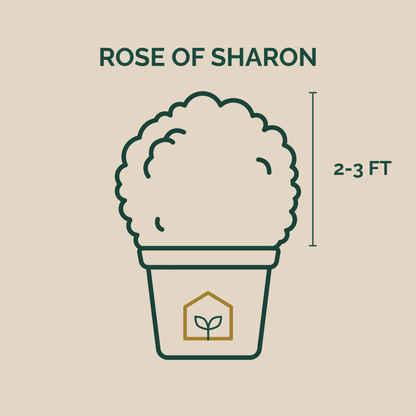 Illustration of a Rose of Sharon plant in a pot with height measurement on a beige background