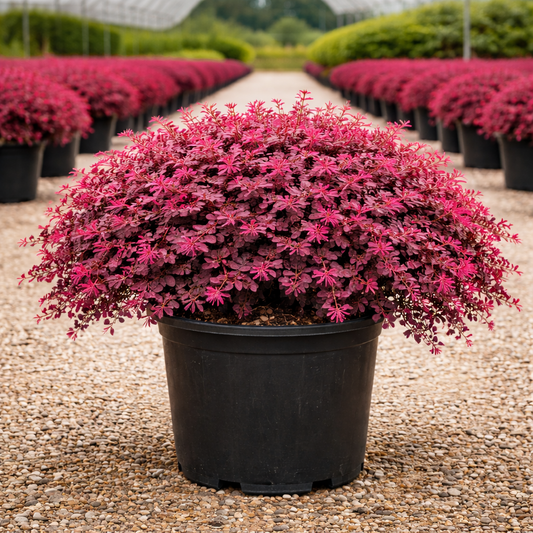 Potted pink shrub in a garden setting with more plants in the background