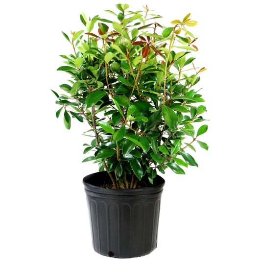 Japonica Cleyera - 3 Gallon